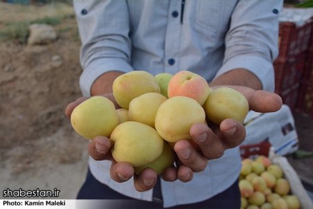 لرستان| سود کشاورزان در جیب دلالان