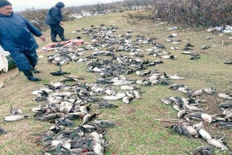 پایان عمر پرندگان مهاجر با شکار بی رویه/ سود روزانه ۲۰ میلیونی برای سرشاخه‌های شکارچیان!