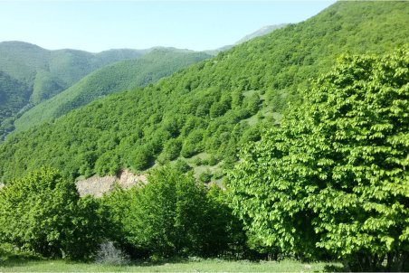 کردستان| احیای جنگل‌ها یک وظیفه همگانی است