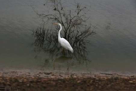 پرندگان مهاجر میهمان تالاب‌های تهران