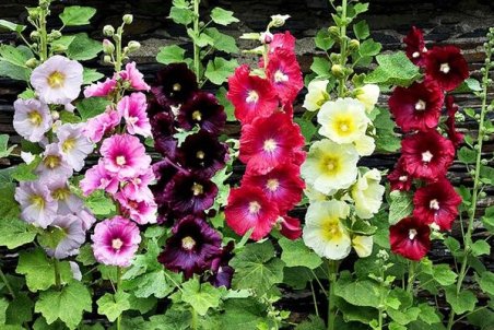 گل ختمی؛ از کاهش قندخون تا تسکین دردها