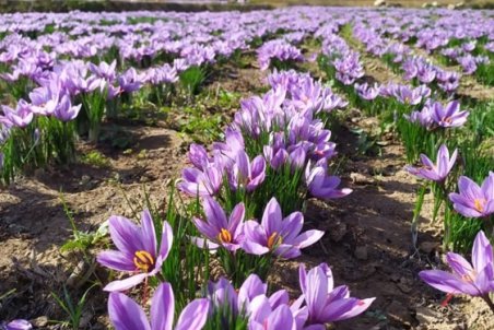 ایلام| افزایش سطح زیر کشت زعفران در ایلام