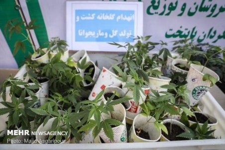 مجازات افرادی که «گل» می‌کارند چیست؟