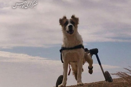 سمنان| زندگی زوج جوان شاهرودی وقف نجات حیوانات