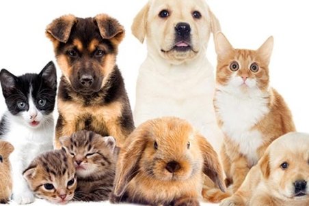 حیوانات خانگی؛ از اصلاح 260 هزار تومانی تا خانه 12 میلیونی