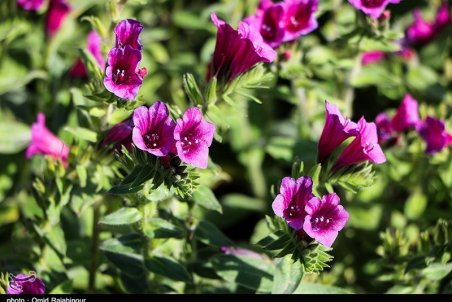 ۸ گیاهی که حکم مُسکن و آرامبخش را دارند