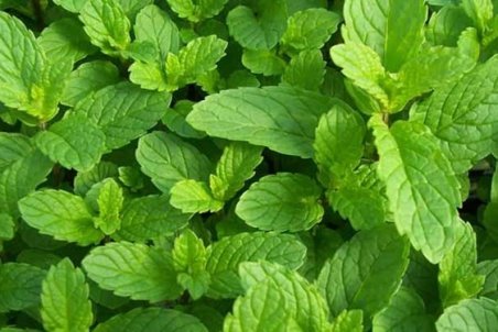 خواص شگفت‌انگیز پونه کوهی؛ طبع پونه کوهی سرد است یا گرم؟