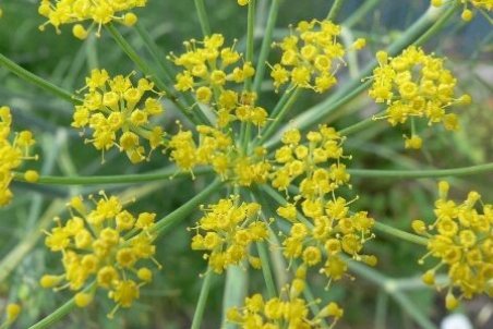 درمان سرماخوردگی و آنفولانزا با مصرف گیاه آنغوزه