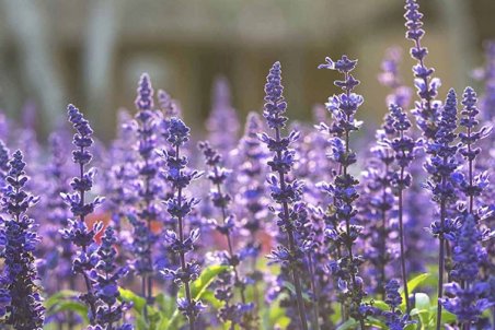 گیاه سالویا؛ مخدری که مصرف‌کننده را زامبی می‌کند!