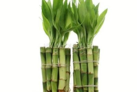 پرورش و نگهداری بامبو لوتوس در منزل