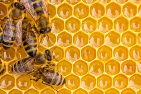 بوشهر| افزایش 120 درصدی تولید عسل در دشتی بوشهر