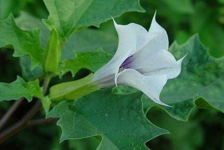لرستان| وجود بیش از ۴۴۰ گونه گیاه دارویی در استان