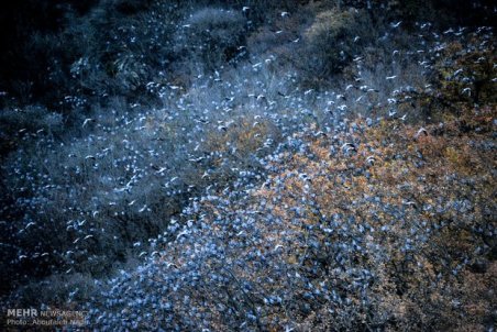 جنگل های هیرکانی؛ زیست بوم پرندگان و گونه‌های نادر حیات وحش