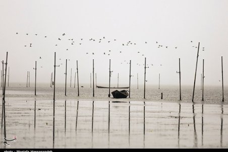 ممنوعیت شکار پرندگان مهاجر در استان گلستان لغو شد