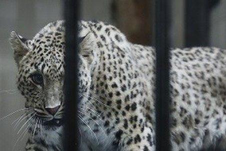 انتقال «ماوی» ماده پلنگ ده ماهه ایرانی به باغ وحش ارم