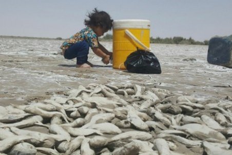 سیستان و بلوچستان| تراژدی مرگ ماهی‌ها در هامون