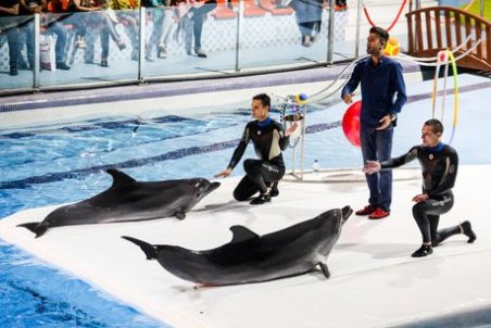تشریح جزئیات علت مرگ دلفین در دلفیناریوم برج میلاد