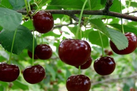 آموزش کاشت درخت آلبالو