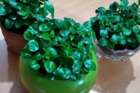 آموزش کاشت سبزه عید با هسته پرتقال