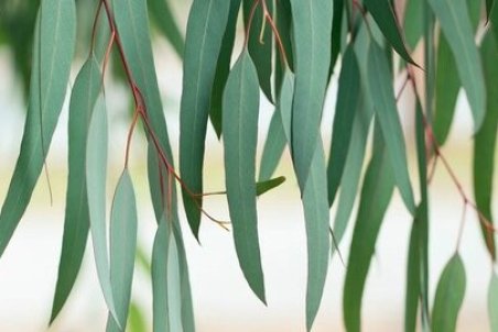 تسکین درد با روغن اکالیپتوس