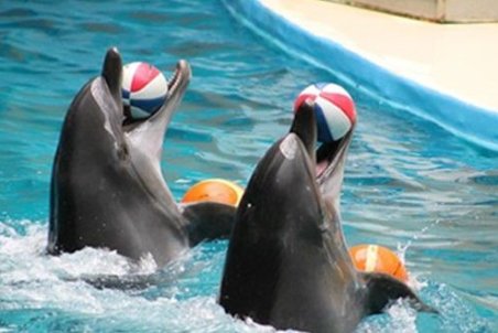 در پارک برج میلاد حتی یک دامپزشک به صورت نمادین هم نیست/دلفین ها را با قیمت ۱۵۰ هزار دلار به فروش می رسانند