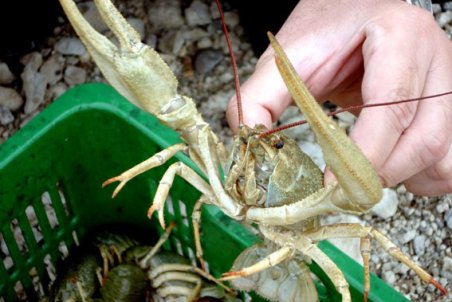 آذربایجان غربی| صید غیرمجاز تهدیدی جدی برای ذخایر شاه‌میگو