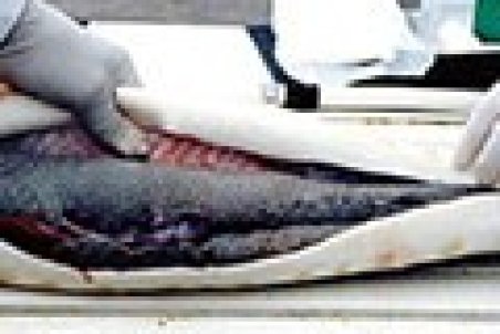 چرا صید ماهی خاویار در دریای خزر ممنوع شد؟