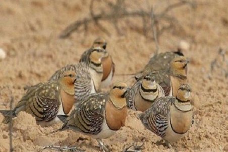 ۶۳ قطعه پرنده باقرقره در گنبدکاووس کشف شد