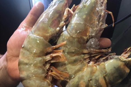 صید بی رویه عامل اصلی کاهش شاه میگو دریاچه سد ارس است