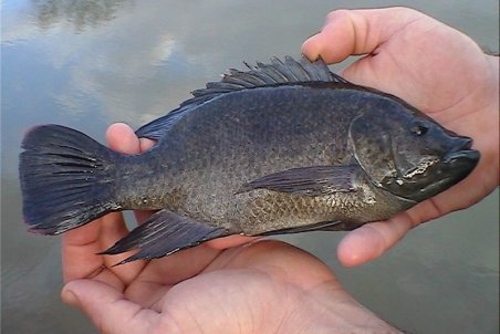 ده‌ها خسارت و صدمه پرورش "ماهی تیلاپیا" برای محیط زیست و سلامت مردم ایران