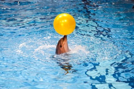 واکنش محیط زیست به علت مرگ دلفین برج میلاد / صدور مجوز برای مراکز دلفیناریوم‌ ممنوع شد