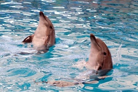 معمای مرگ دلفین‌ها در تهران/ پیمانکار چه چیز را مخفی می‌کند؟