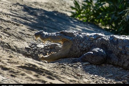 هجوم تمساح‌ها به مناطق سیل‌زده بلوچستان صحت ندارد
