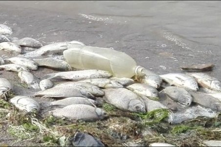 دلیل تلف شدن ده‌ها قطعه ماهی در سد سربند نمین یخ‌زدگی اعلام شد