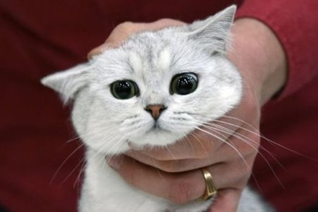 نقش گربه‌ها در افزایش خودکشی زنان چیست؟