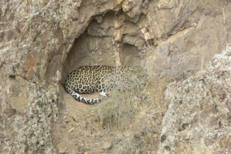 تصویر جدید از پلنگ ایرانی