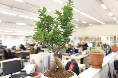 چرا باید روی میز کارتان، گلدان داشته باشید؟