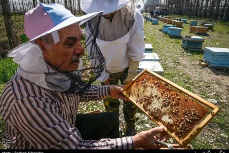 قم| دردسر تولید عسل تقلبی برای زنبورداران