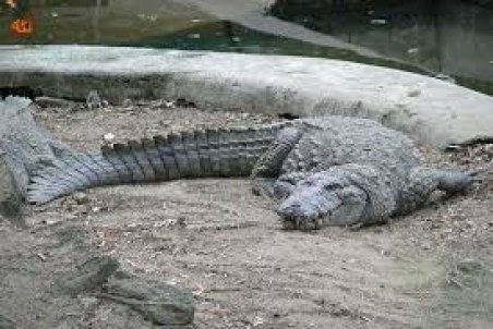 ۱۰ نکته درباره گاندو