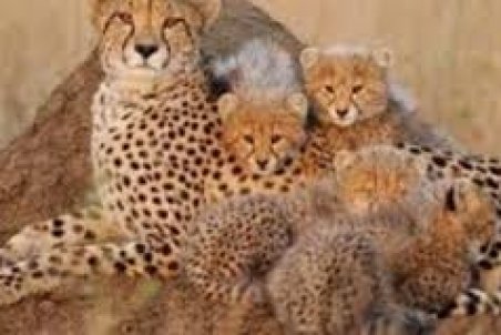 مشاهده ۳ قلاده یوزپلنگ در منطقه حفاظت شده بردسکن