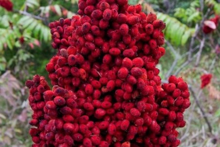 سماق چه خواصی دارد؟