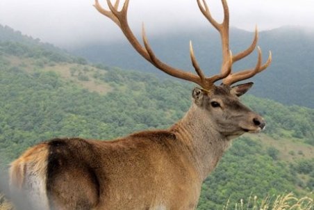 مرگ گوزن «مرال» در مرکز نگهداری پارک ملت تهران