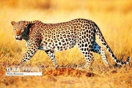 کمک محیط بانان به مناسب سازی زیستگاه پلنگ ایرانی در روزهای برفی