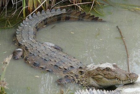 کودکی که با تمساح ها صحبت می کند