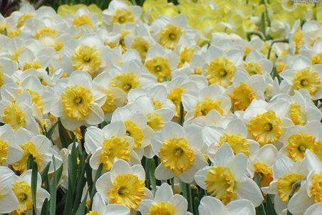 روش‌های نگهداری و کاشت گل نرگس