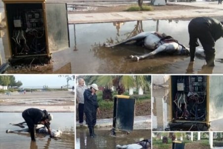 تلف شدن اسب بر اثر برق‌گرفتگی در پارک غدیر بندرعباس کذب محض است