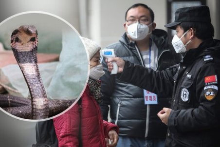 شباهت زیاد ویروس کرونا به آنفلوآنزای شدید