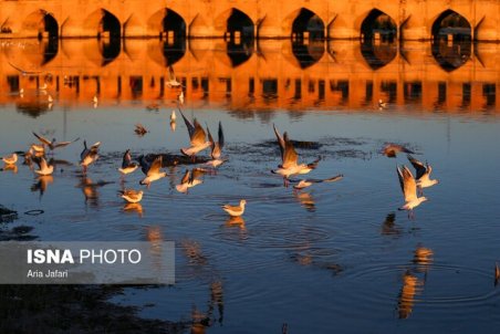 گزارشی از تلفات پرندگان وحشی به دامپزشکی ارائه نشده است