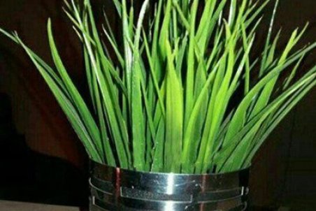 ﻿ آموزش کاشت هسته خرما برای سبزه عید