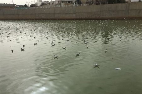 تداوم مرگ بی‌علت پرندگان در میانکاله/ حضور مدیران ملی و استانی در منطقه